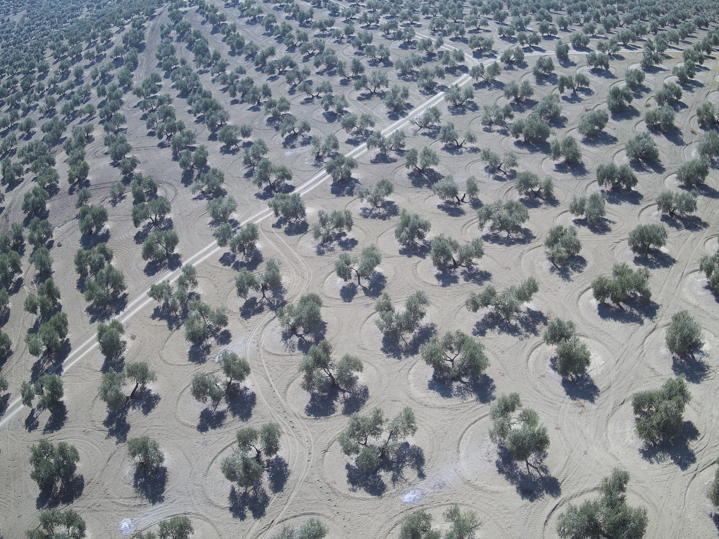 Grupos de investigación de la UJA ofrecen nuevos servicios para el olivar basados en el uso de drones