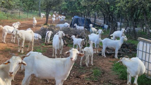 Silvopastoralismo - Foto Cabras