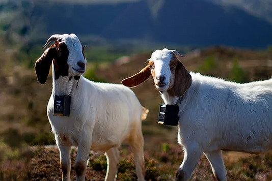 Cabras-manchadas Collares Inteligentes