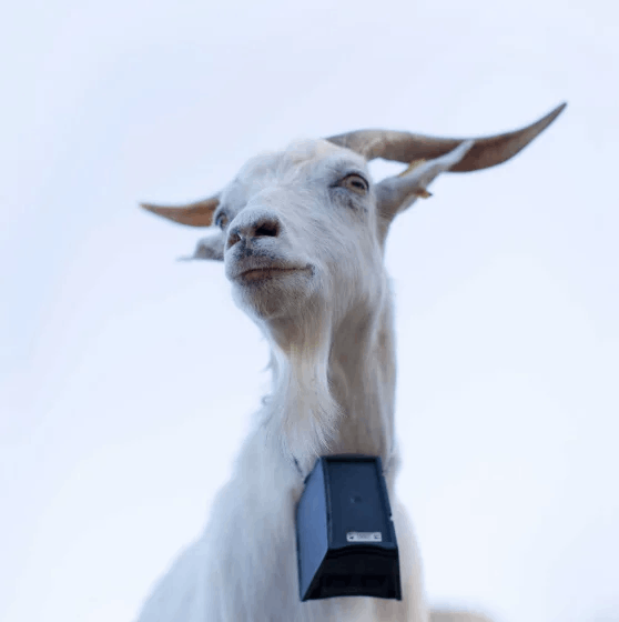 Goat-Bot-Shot-cropped Galería Silvopastolarismo