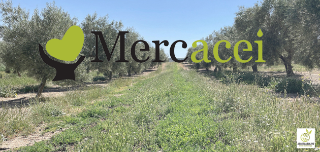 mercacei Post Absorcabolivo